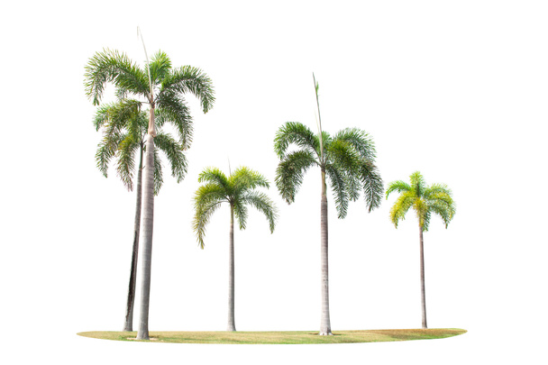 palmiers betel
  - Photo, image