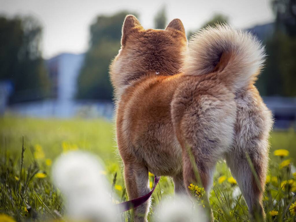 Close-up Portrait of beautiful and happy red shiba inu puppy in the green grass, small dog. Dogecoin. Red-haired Japanese dog with smile. Dandelions, daisies in the background. High quality photo.  - Photo, Image