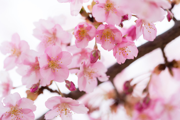 Cseresznyevirág - Fotó, kép