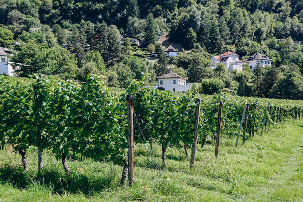 Vinice ve Vaduzu, Lichtenštejnské knížectví - Fotografie, Obrázek