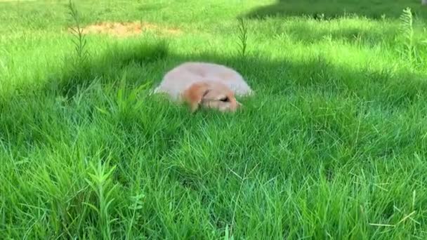 かわいいゴールデンレトリーバーの子犬が芝生で横になって遊んでいます. 3か月の犬. - 映像、動画