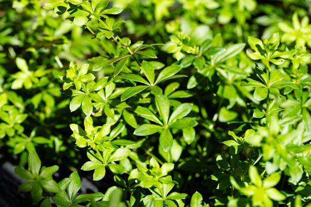 Folhas da lenhite Galium odoratum frescas e secas - Foto, Imagem