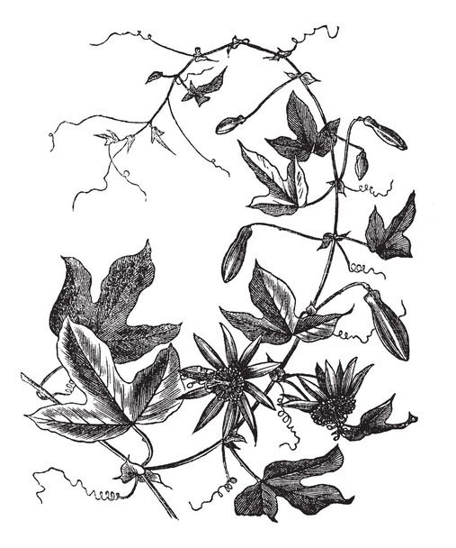 Passione Fiore o Passiflora caerulea, incisione vintage
 - Vettoriali, immagini