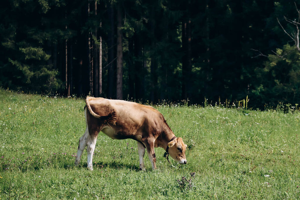 Vacas pastando en un campo cerca de Schwangau, Baviera, Alemania - Foto, imagen