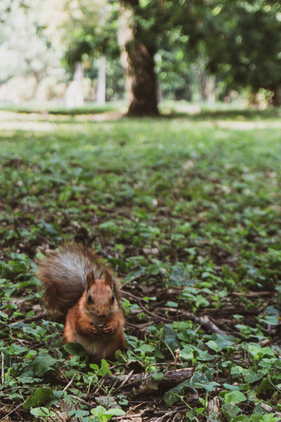 Egy felnőtt bolyhos vörös mókus áll a földön lehullott levelekkel, fűvel és botokkal egy zöld parkban. A mókus a hátsó lábán ül, és egyenesen belenéz a keretbe.. - Fotó, kép
