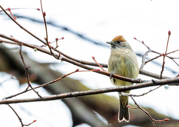 Female Blackcap (Sylvia atricapilla) spotted in Dublin's Botanic Gardens, showcasing its beauty and grace. - Photo, Image
