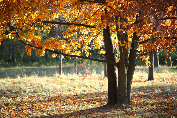 Autumn oak tree on a glade - Φωτογραφία, εικόνα
