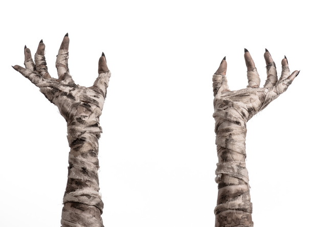 Halloween theme: terrible old mummy hands on a white background - Photo, image