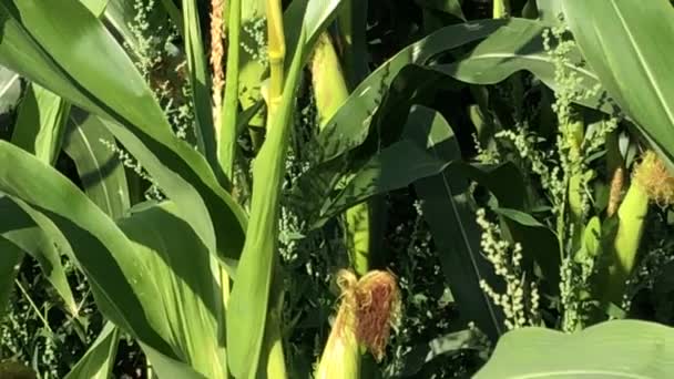 кукурузный початок на поле в Германии, крупным планом и камерой подъем к цветку - Кадры, видео