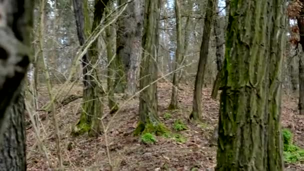Strach v holé forest - schovávat se za strom - Záběry, video