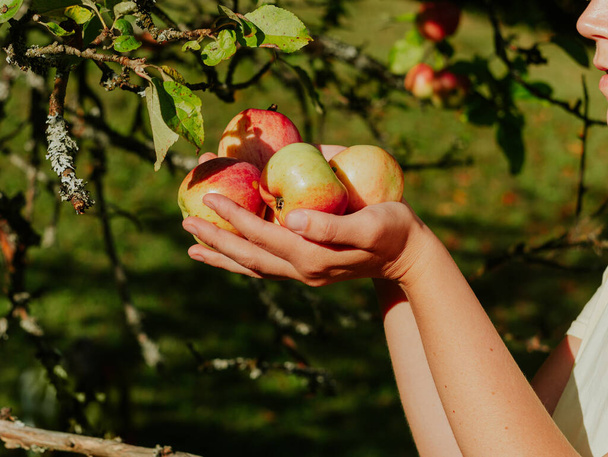 Rolnik zbierający świeże organiczne jabłka na plantacji sadów Zdrowe soczyste owoce rosnące w kobiecych rękach w ogrodzie w Karpatach Ukraina, Europa. Koncepcja lokalnych zbiorów produktów żywnościowych. - Zdjęcie, obraz