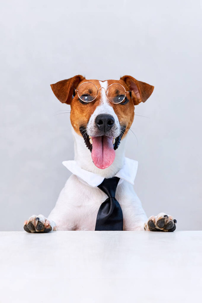 Jack Russell Terrier Hund mit Brille und schwarzem Sitz am Schreibtisch Krawatte auf weißem Hintergrund. Kopierraum - Foto, Bild