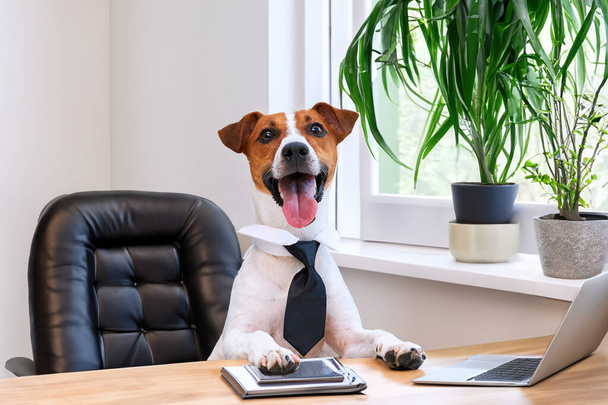 Ο Τζακ Ράσελ Τεριέ, το έξυπνο σκυλί που φοράει γραβάτα κάθεται σε ένα γραφείο στο εσωτερικό ενός γραφείου. Αστεία απεικόνιση ενός αφεντικού κατοικίδιου ζώου. - Φωτογραφία, εικόνα