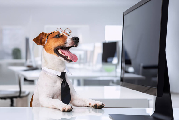 Σκύλος Τζακ Ράσελ Τεριέ, έξυπνος σκύλος με γυαλιά και γραβάτα κάθεται σε ένα γραφείο στο εσωτερικό ενός γραφείου. Αστεία απεικόνιση ενός αφεντικού κατοικίδιου ζώου. - Φωτογραφία, εικόνα