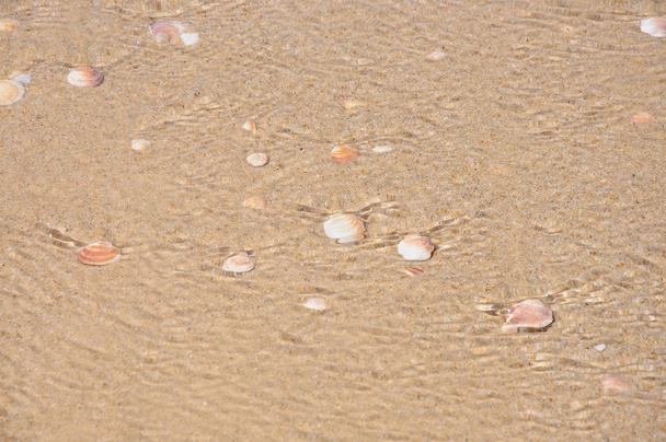 Sand and shells background - Foto, afbeelding