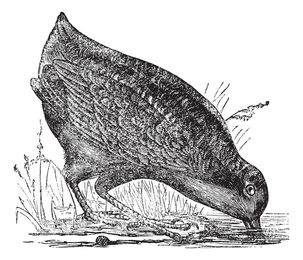 Philohela minor or American Woodcock, vintage engraving - Vector, Image
