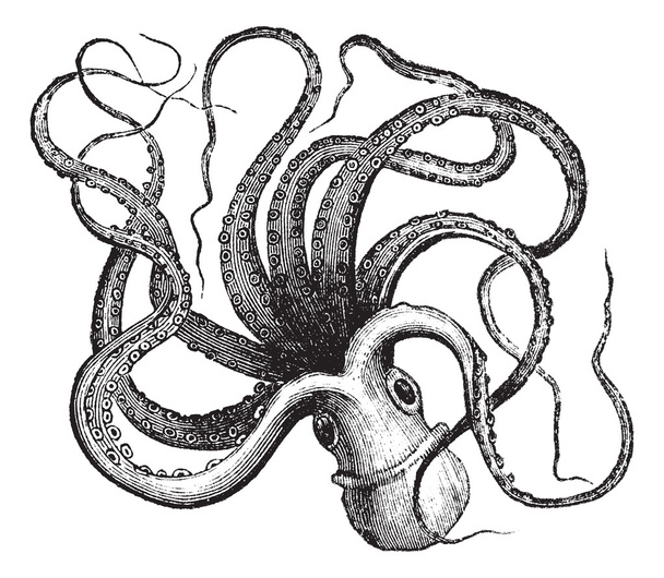 Pieuvre commune (Octopus vulgaris), gravure vintage
. - Vecteur, image