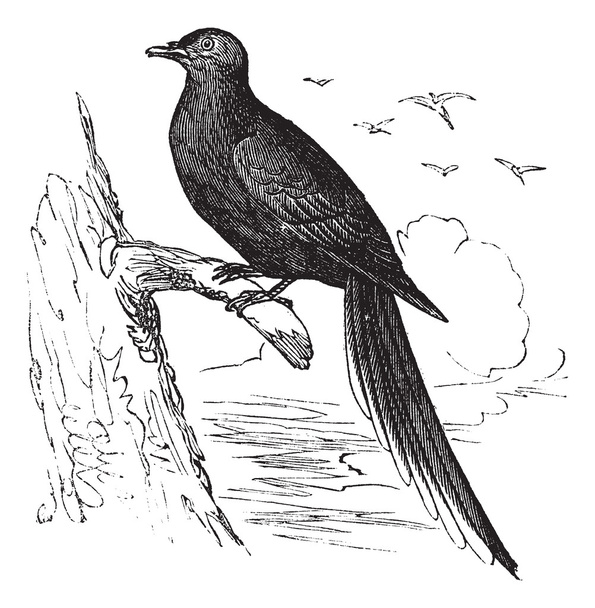 yolcu güvercin veya yabani güvercin (ectopistes migratorius), vintag - Vektör, Görsel