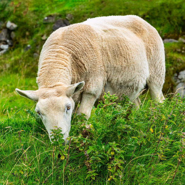 Λευκά πρόβατα τυπικής φυλής της νήσου Skye στο βόρειο τμήμα της Σκωτίας, Ηνωμένο Βασίλειο - Φωτογραφία, εικόνα
