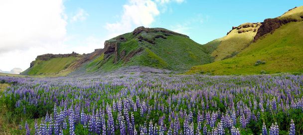 Flores de altramuz de Alaska, Hj rleifsh f r, M rdalssandur plain, Vik - Islandia - Foto, imagen