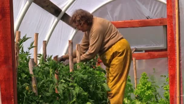 Mujer mayor en pantalones amarillos poda plantas de tomate en invernadero
 - Metraje, vídeo
