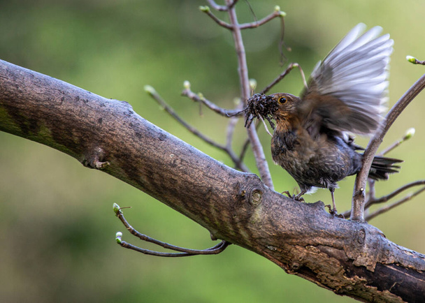 Samica Blackbird (Turdus merula) zauważona w dublińskich ogrodach botanicznych, ukazująca swój wdzięk i urok. - Zdjęcie, obraz