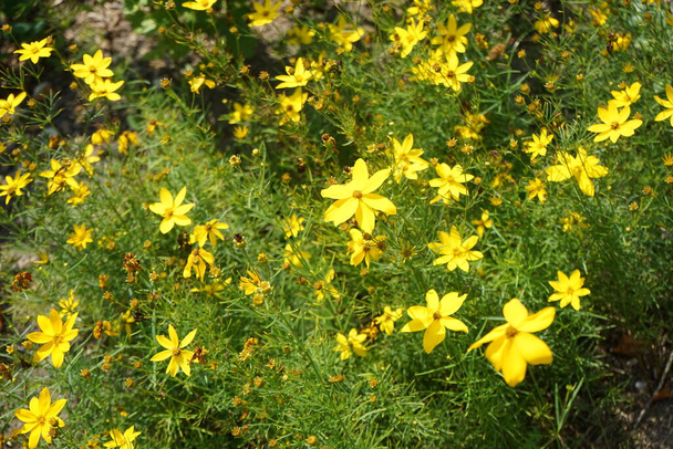 Ядропсис вертикальної цвітіння з жовтими квітками в липні. Coreopsis verticillata - вертикальне поширення, викривлене поширення, викривлене ядро ядра, ниткоподібне поширення листя, ядро листя ядра, і горщик із золота - вид випорожнення у сімействі соняшнику. Потсдам, Німеччина  - Фото, зображення