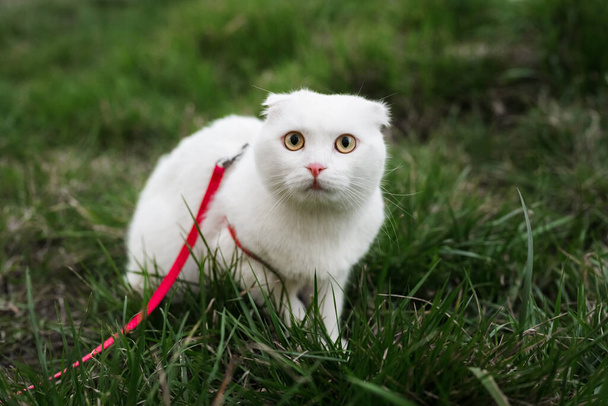 Vyděšená bílá kočka na trávě v parku s růžovým límečkem. - Fotografie, Obrázek
