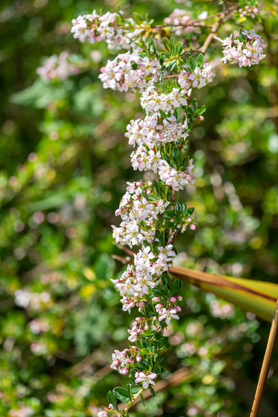 Nahaufnahme von rosa und weißen Escalonia Langleyensis-Blüten - Foto, Bild
