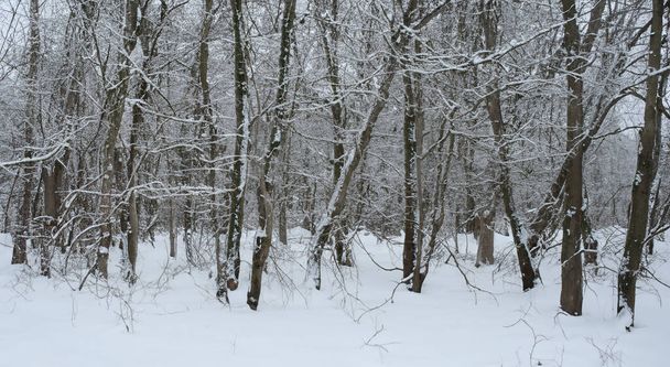 hämmästyttävä maisema kuivia puita täynnä lunta teräväpiirtona HD - Valokuva, kuva