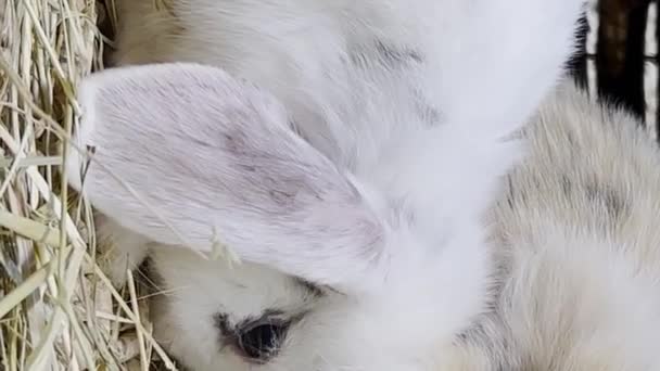Close-up of a family of fluffy rabbits with big ears. Two beautiful bunnies are eating hay. - Filmati, video