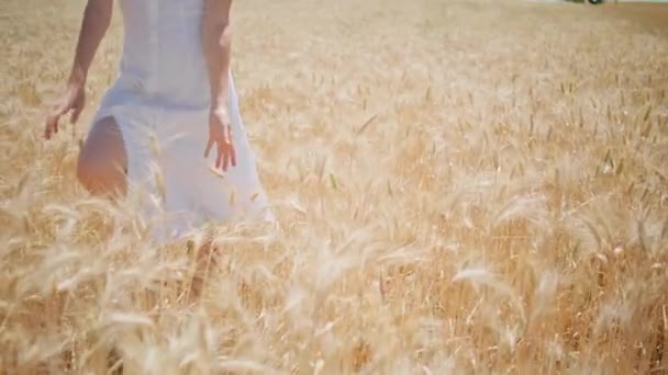 Девушка гуляет по ржаному полю вблизи. Неизвестная женщина в белом платье трогает пшеницу, прогуливаясь по степи. Расслабленная модель пересечения шипов золотой урожай. Улыбающаяся леди устраивает волосы, наслаждаясь природой - Кадры, видео