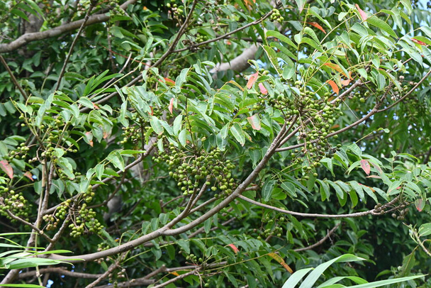  Japanilaiset vaha puu (Toxicodendron succedaneum) hedelmät. Japanilainen nimi "Hazenoki-puu". Anacardiaceae lehtipuu kaksikotinen puu. Se on resurssi kasvi, josta Japanin vaha kerätään. - Valokuva, kuva