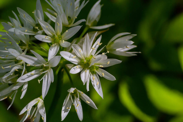 Όμορφα ανθισμένα λευκά λουλούδια του Ramson - άγριο σκόρδο Allium ursinum φυτό σε σπιτικό κήπο. Κοντινό πλάνο. Βιολογική γεωργία, υγιεινή διατροφή, βιότοποι ΒΙΟ, επιστροφή στη φύση. - Φωτογραφία, εικόνα
