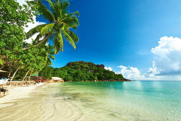 hermosa playa con palmeras - Foto, imagen