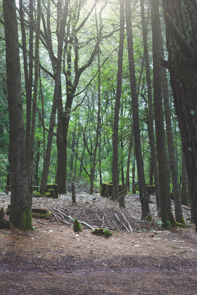 Fák és fatörzsek mohával borítva az erdő közepén. - Fotó, kép