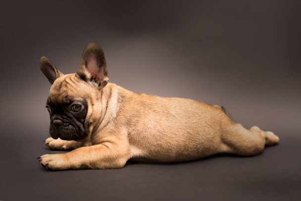 Estudio retrato de Adorable Bulldog francés cachorro color beige. Lindo perrito sobre un fondo gris. - Foto, imagen