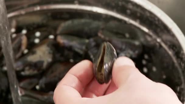 Nyitott kagyló válogatása - Felvétel, videó