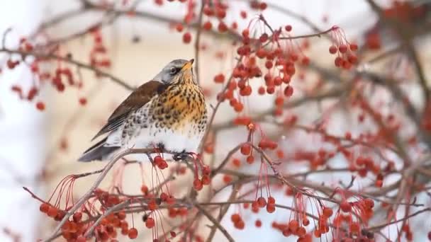 uccello in inverno mangia bacche rosse su un albero, natura selvaggia - Filmati, video