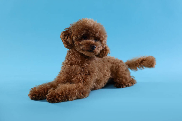Söpö Maltipoo koira vaaleansinisellä taustalla. Ihana lemmikki - Valokuva, kuva