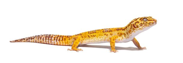 Side view of Leopard gecko, Eublepharis macularius, isolated on white - Zdjęcie, obraz
