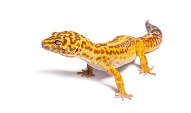 Side view of Leopard gecko, Eublepharis macularius, isolated on white - Zdjęcie, obraz
