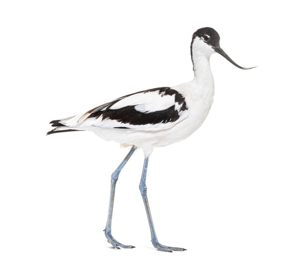 Pied avocet, Recurvirostra avosetta, black and white wader, stenfamily, isolated on white - Фото, изображение