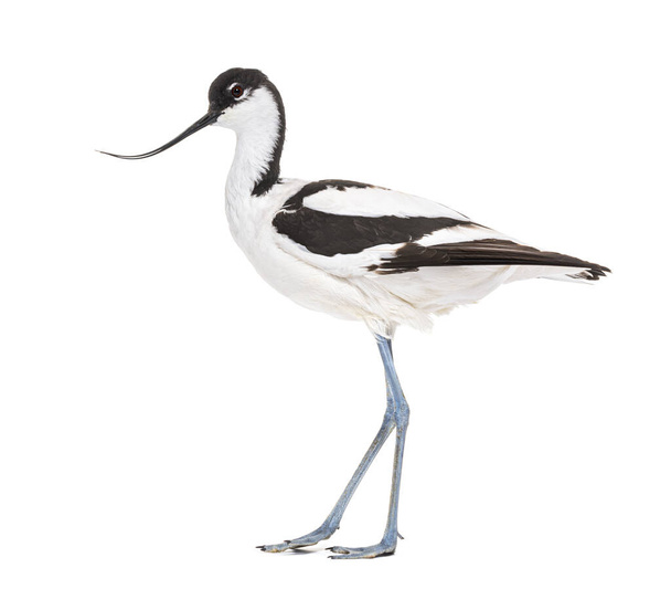 Pied avocet, Recurvirostra avosetta, black and white wader, stenfamily, isolated on white - Фото, изображение