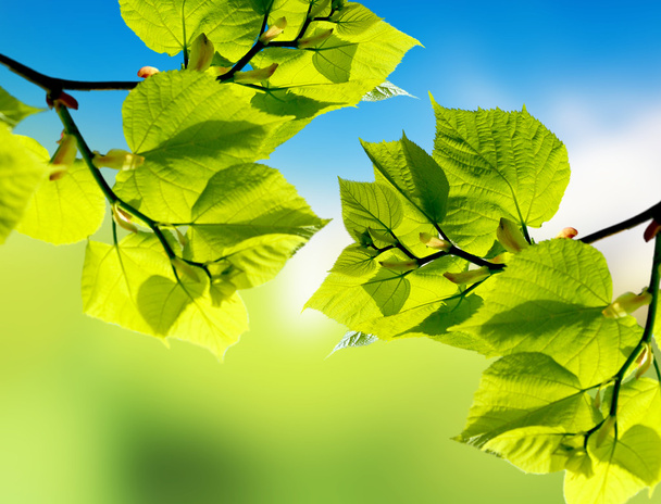 Background of green leaves - Foto, Imagem