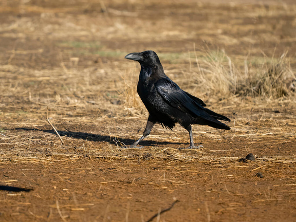Raven, Corvus corax, pássaro solteiro no chão, Espanha, setembro de 2023 - Foto, Imagem