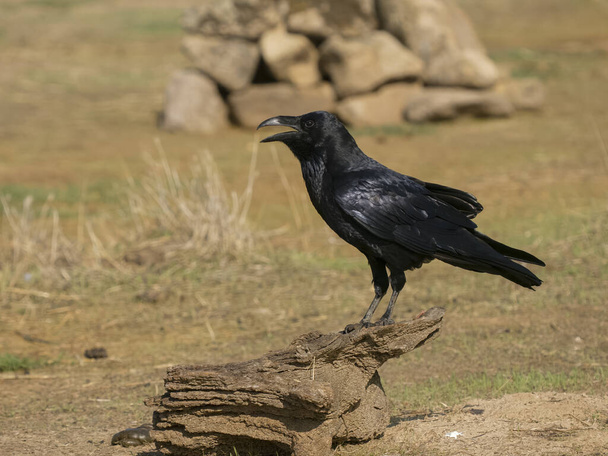 Raven, Corvus corax, single bird on log, Spain, September 2023 - Photo, Image