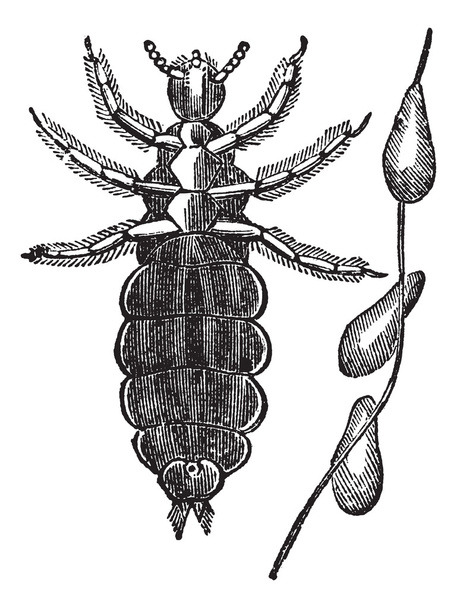 Poux de tête ou Pediculus humanus capitis gravure vintage
 - Vecteur, image