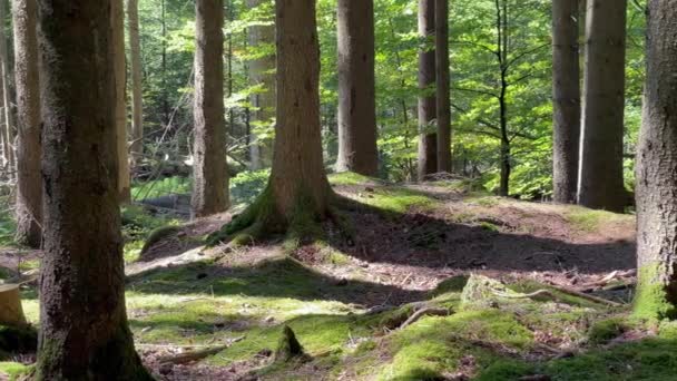 "Baijerin kansallispuiston metsässä - Materiaali, video