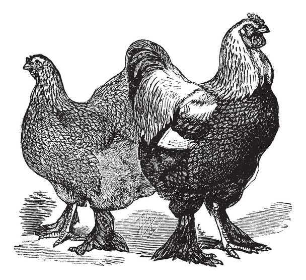 Männchen und Weibchen der Brahmas (Hühner) Vintage-Gravur - Vektor, Bild